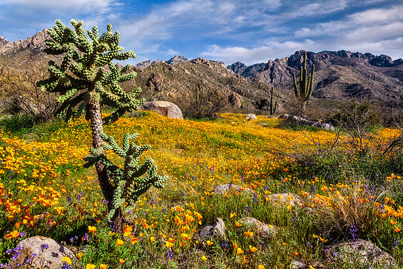 Colorful Catalinas