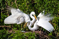 Great Egrets Protecting Nest - Gatorland