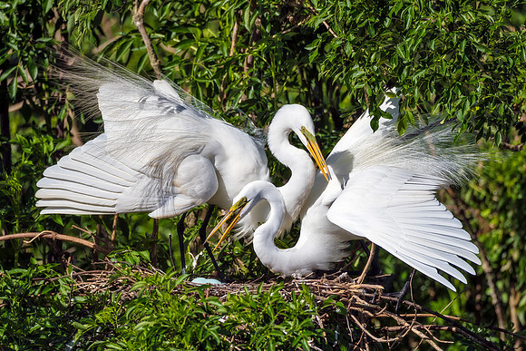 Great Egrets Protecting Nest - Gatorland