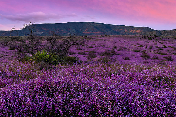 Purple Sea