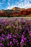 Bear Meadow