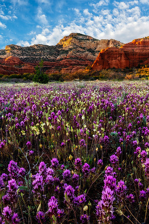 Bear Meadow