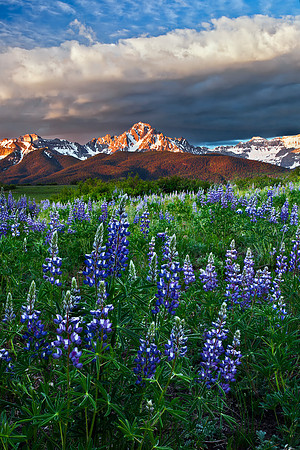 Sneffels and Lupine