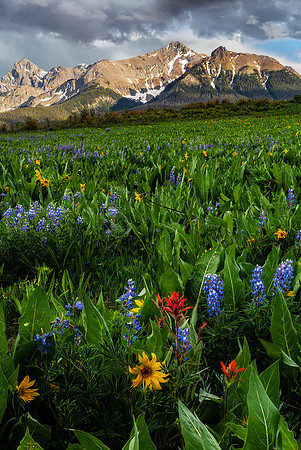 Last Dollar Wildflowers