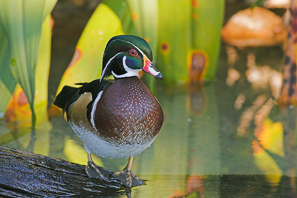 Wood Duck