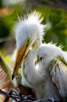 Great Egret Chick - Gatorland