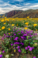 The Desert In Bloom