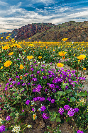The Desert In Bloom