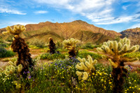 The Contrasting Desert