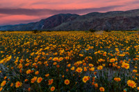 Superbloom