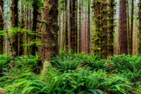 Olympic Rainforest