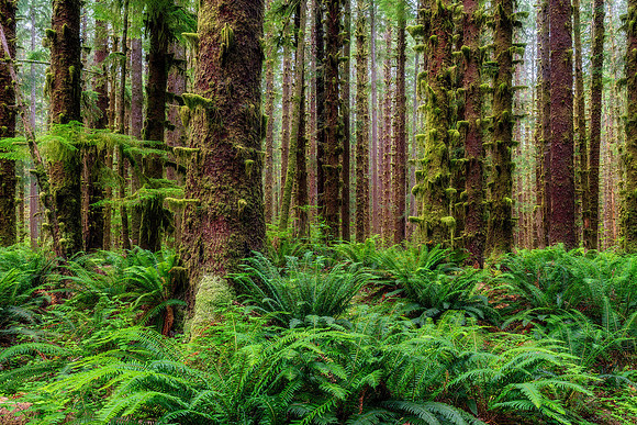 Olympic Rainforest