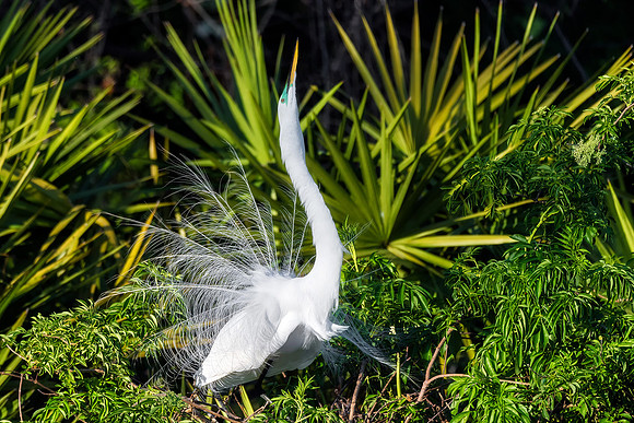 Great Egret Mating Display - Gatorland