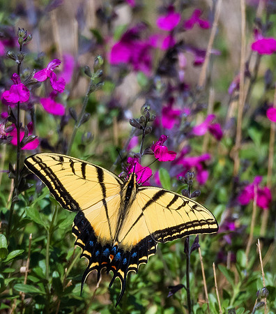 Double-Tailed Swallowtail