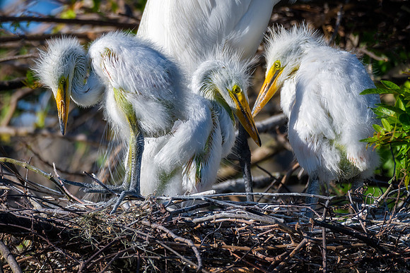 Great Egret Chicks - Gatorland