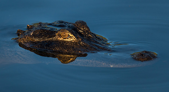 Gator's Watchful Eye - Gatorland