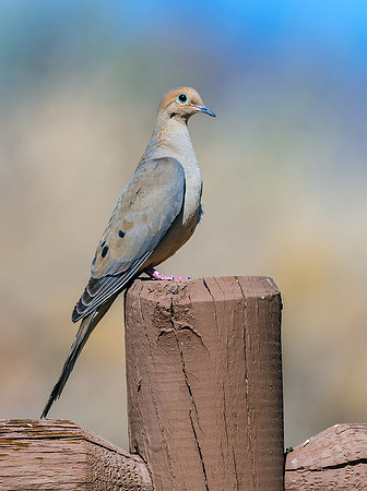 Mourning Dove