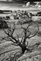 The Sentinel