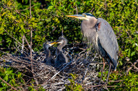 Great Blue Heron Nest - Venice Rookery