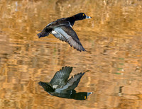 Ring-necked Duck - Feb 3