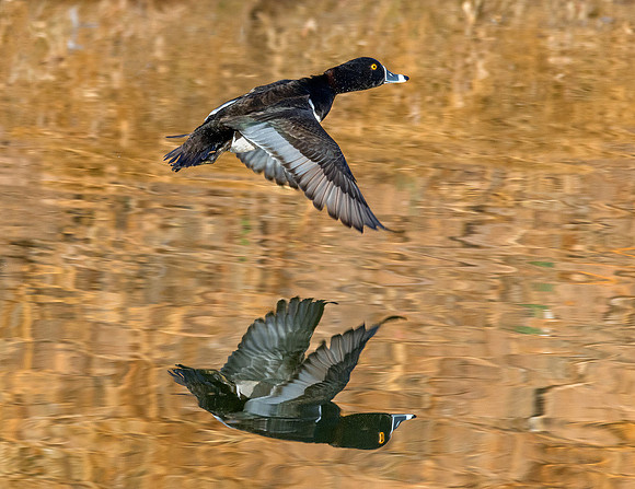 Ring-necked Duck - Feb 3