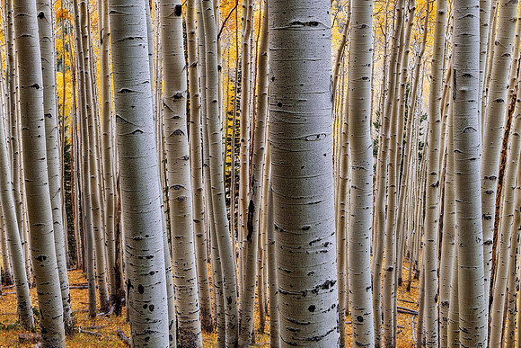 Inner Basin Aspen