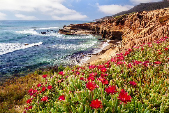 Coastal Bloom