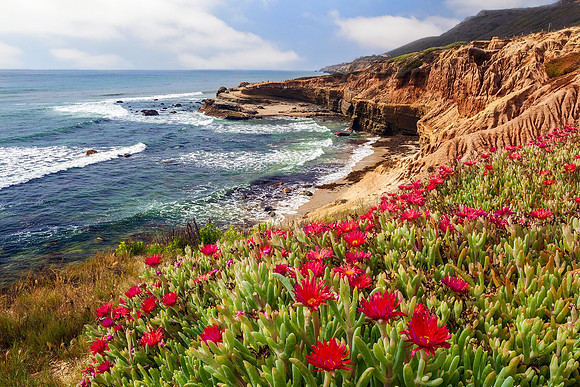 Coastal Bloom
