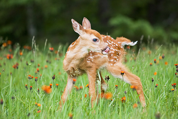 Fawn in the Flowers