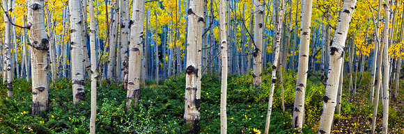 Aspen Blues
