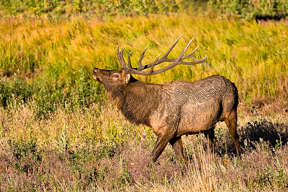 Proud Elk