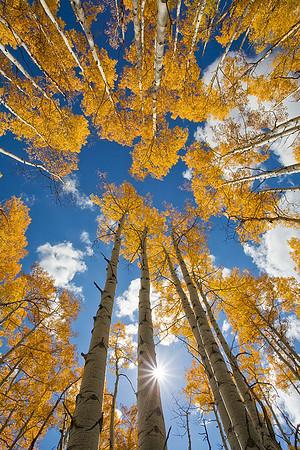 Aspen and Sunburst