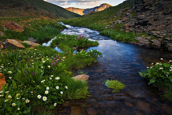 Clear Creek Wildflowers