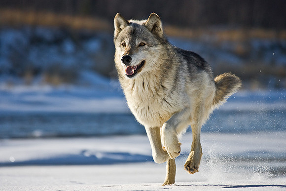 Wolf On The Run