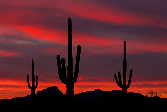 A Saguaro Sunset