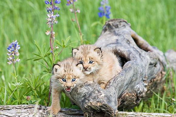 Lynx Kittens