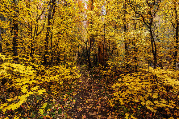 West Fork Hiking Trail