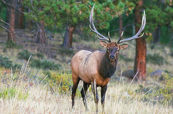 Bull Elk