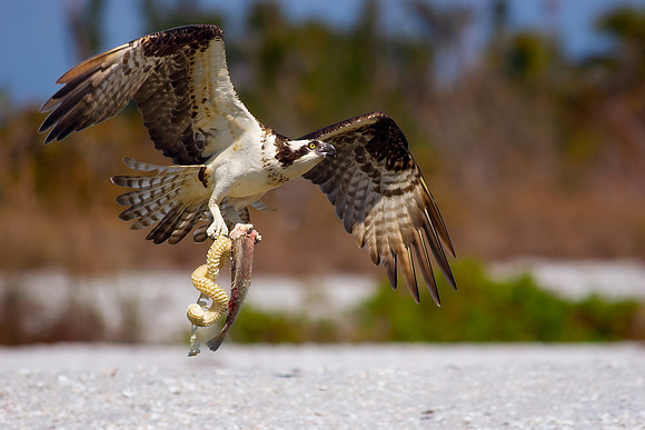 Transporting The Valuables