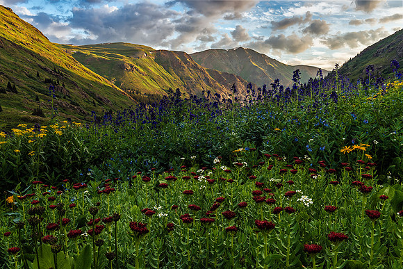 American Basin Wildflowers