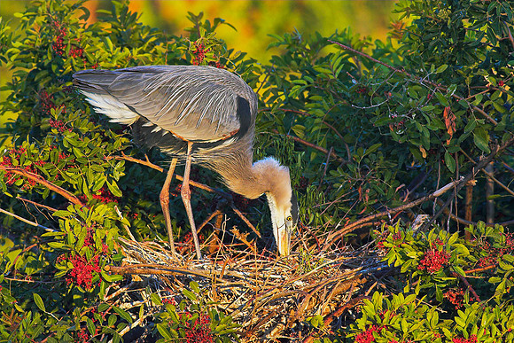 Tending The Nest