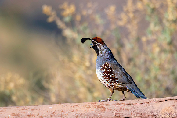 Gambel's Quail