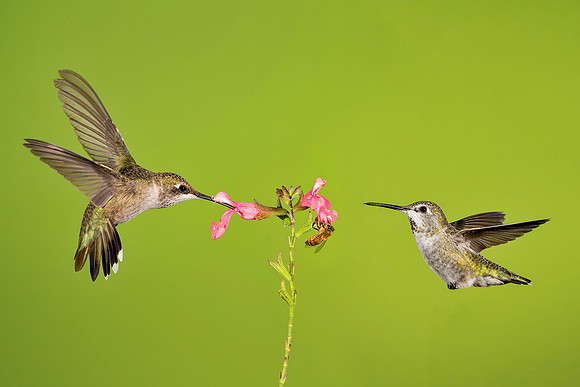 Feeding Frenzy