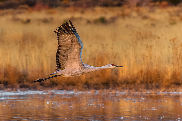 Golden Sandhill Crane Flight