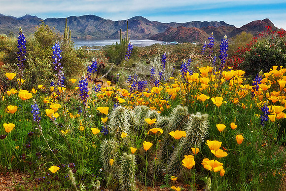 Sonoran Desert Bloom