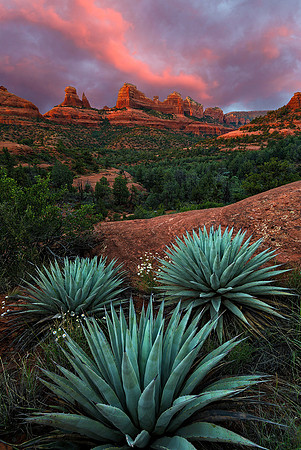 Agave On The Rocks