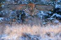 Swooping In