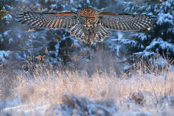 Swooping In