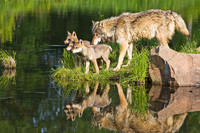 A Family Affair