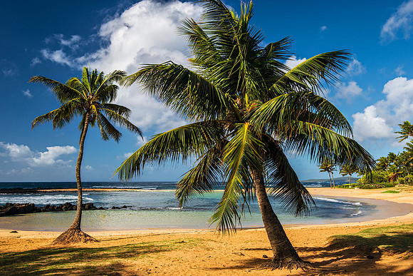 Tropical Paradise